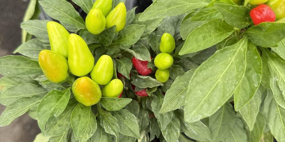 A3E9AE47-A8CB-4C9A-8461-895054418FFA